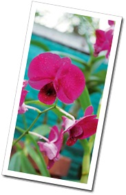 DENDROBIUMS