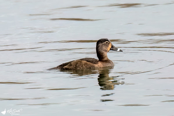 Ring-necked duck