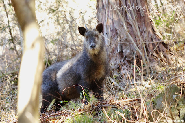 Japanese Serow in Tokyo Hinode town