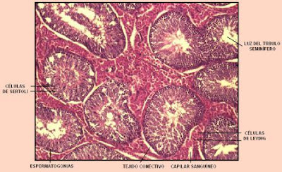Preparado histológico de los túbulos seminíferos