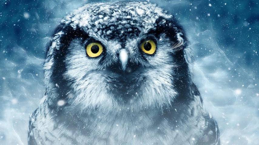 The OWL SPIRIT ANIMAL Ultimate Guide