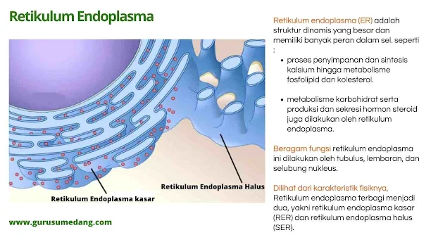 Retikulum endoplasma merupakan alat transportasi dalam sel atau merupakan penghubung antara membran sel dengan membran inti sel (nukleus), selain itu tempat melekatnya ribosom.