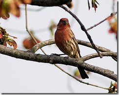 Purple Finch by pheanix300