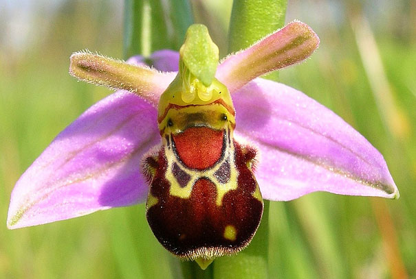 Laughing Bumble Bee Orchid (Ophrys bomybliflora)