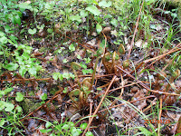 Black morels, Morchella elata, in the fern