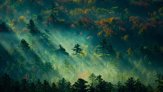 Green Trees Wallpaper Engine