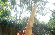 13+ Foto Foto Bunga Langka