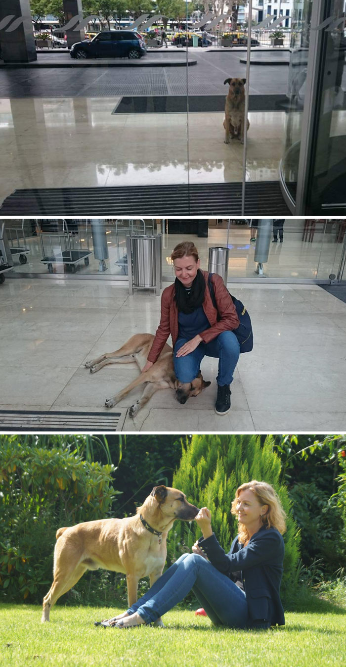 40 Times 2016 Restored Our Faith In Humanity - Flight Attendant Adopts Stray Dog Who Wouldn’t Stop Waiting For Her Outside Hotel