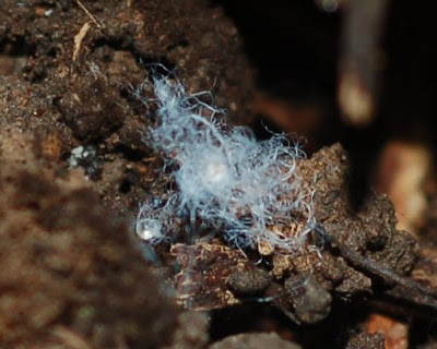 Fluffy blue fibers under a rock--perhaps mycelium?