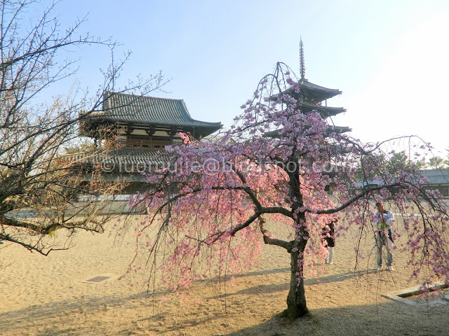 Japan cherry blossoms