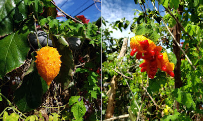 Close up of hanging Cerasee Pods