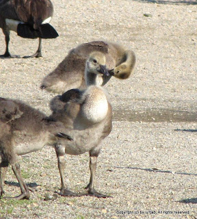 Canada Goose Goslings