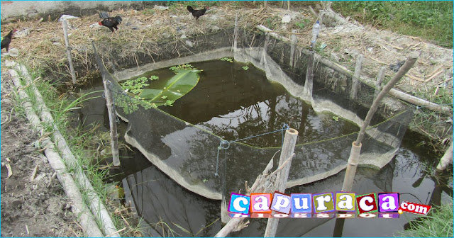 kolam ikan lele jaring apung