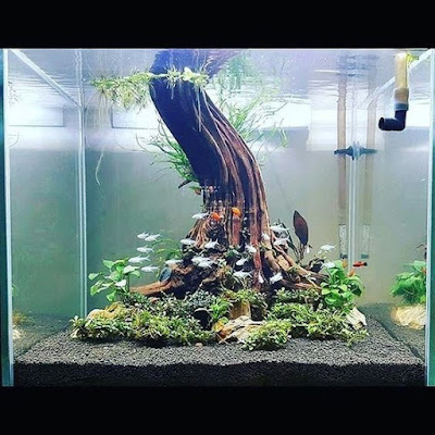 Desain Aquascape