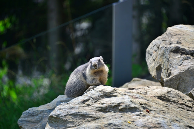 WILDPARK-ASSLING