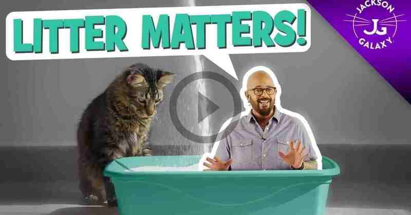 Litter Box Issues: Why Litter Matters