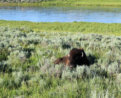 bison yellowstone river hayden valley