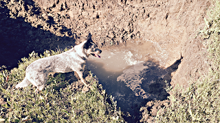 Stella looks at a washout.