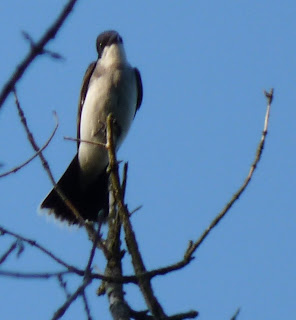 kingbird