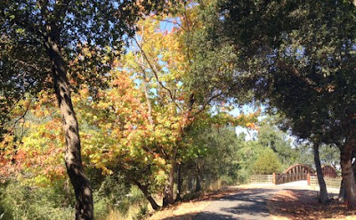 Landscape-scene of a paved trail through trees, leading across a bridge