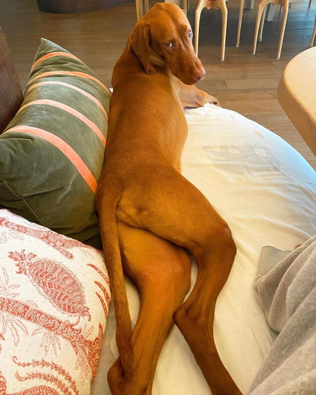 This dog has human legs