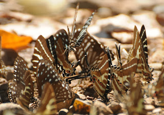 Chain Swordtail (Graphium (Pathysa) aristeus hermocrates)