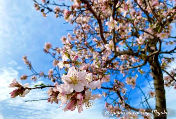 マドリードの青い空の下で咲くピンク色のアーモンドの花