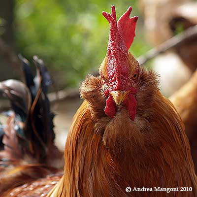 Primo piano di un gallo di Boffa. Foto di Andrea Mangoni.