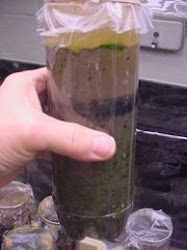 Building a Winogradsky Column