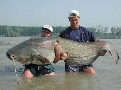 The Biggest Animal & Plant Ever Found In The World Seen On  www.coolpicturegallery.us