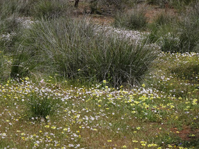 Flannel Cudweed (Actinobole uliginosum)