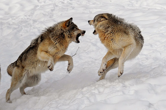 Resultado de imagem para lobos peleando