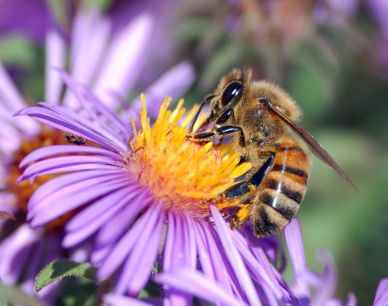 Honey Bees Wallpaper