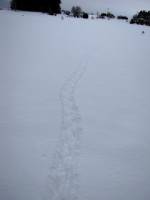 raccoon tracks