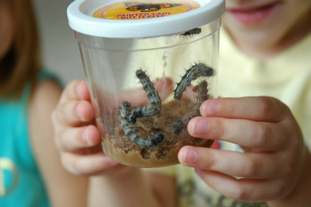 Insect Theme Homeschool Preschool