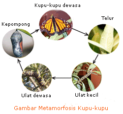  DAUR  HIDUP  HEWAN  Metamorfosis  sempurna  dan  metamorfosis  