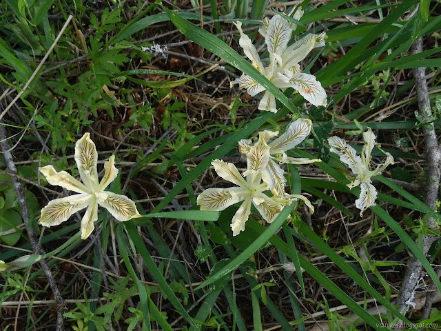 irises of a light yellow with extremely dark veins