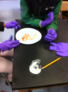 science students doing a skeletal and muscular system lab