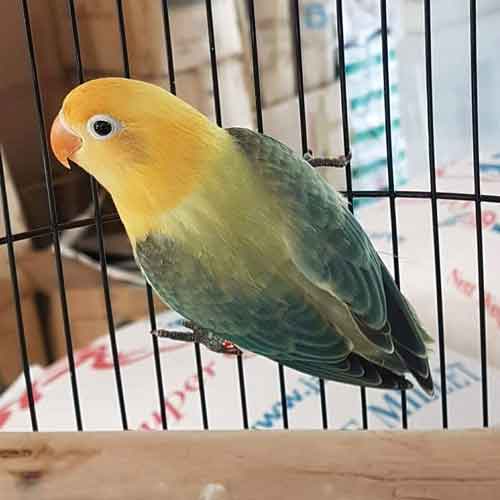 Daftar Harga Burung Lovebird Terbaru