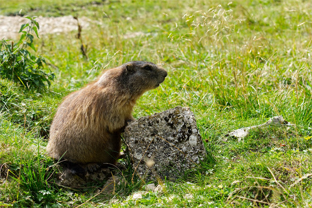 Marmotta