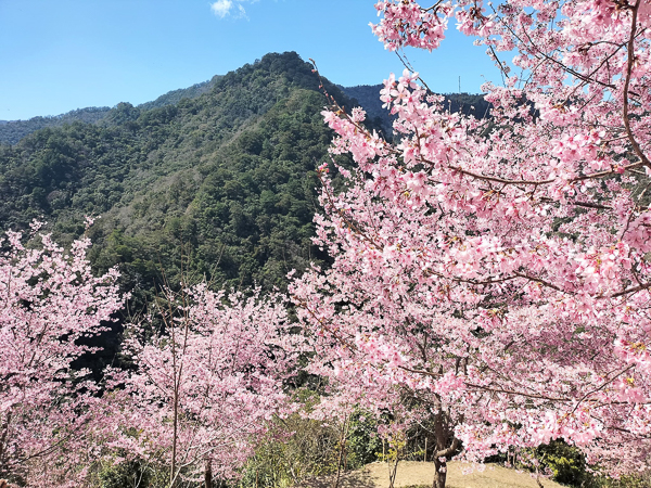 新竹尖石霞喀羅櫻花谷粉紅富士櫻盛開，霞喀羅古道養老部落登山口