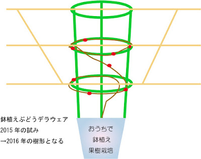 鉢植えブドウの仕立て方想像図3