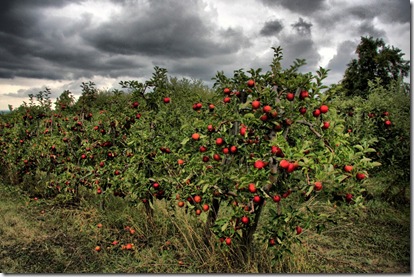 apple orchard uc_4139 (1024x683)