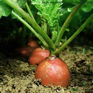 benefits_of_eating_radishes_fruits-vegetables-benefits.blogspot.com(benefits_of_eating_radishes_13)