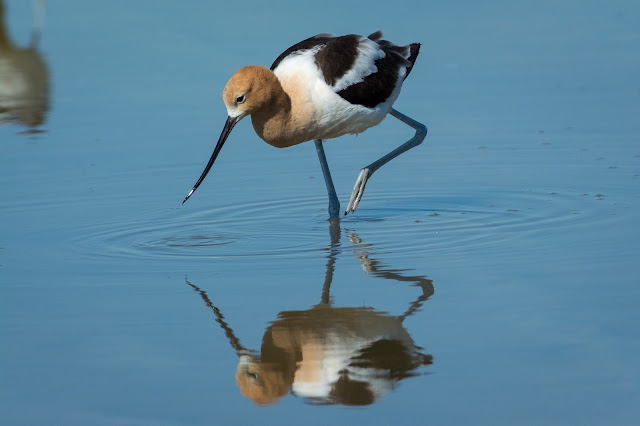 American Avocet, Rollover Pass