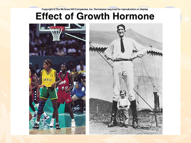 Effect of Growth Hormone