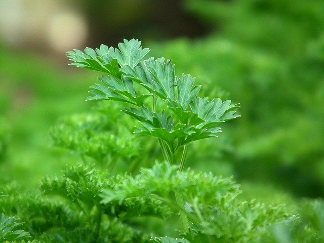 como-curar-y-cicatrizar-una-herida-de-forma-natural