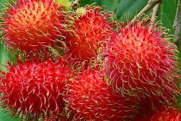 Nama Ilmiah Buah Rambutan