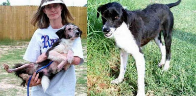 Rescued animals before and after pictures