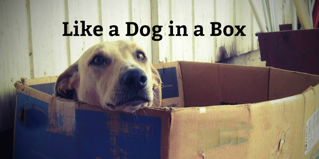 Growing up under Communism made my friend feel like a dog trapped in a box. This 1-minute devotion explains why. #BibleLoveNotes #Bible